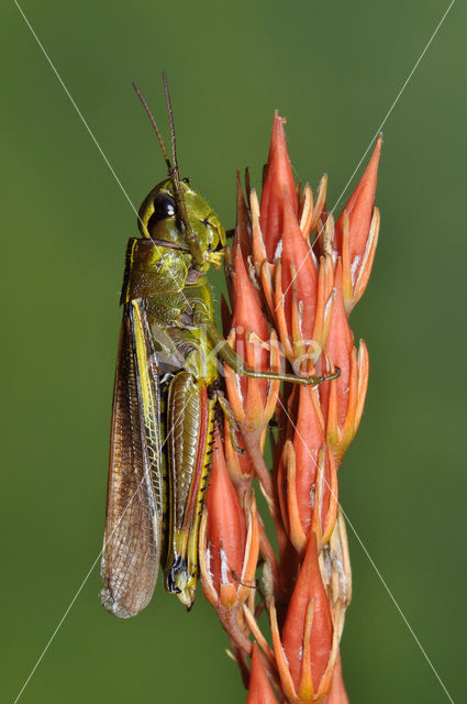 Moerassprinkhaan (Stethophyma grossum)