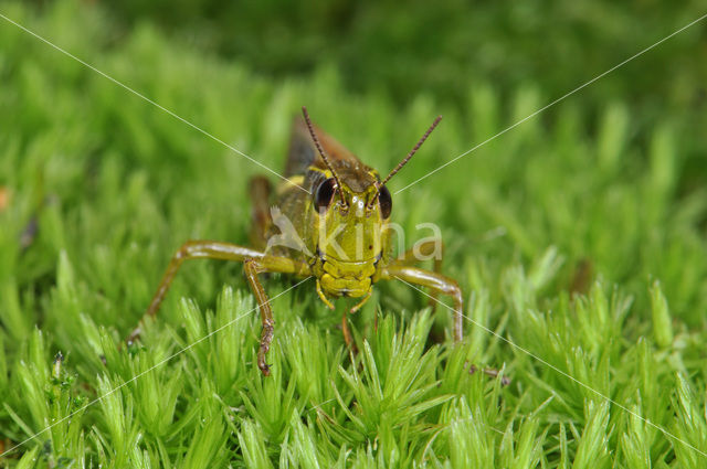 Moerassprinkhaan (Stethophyma grossum)