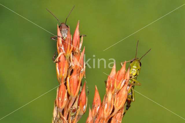 Moerassprinkhaan (Stethophyma grossum)