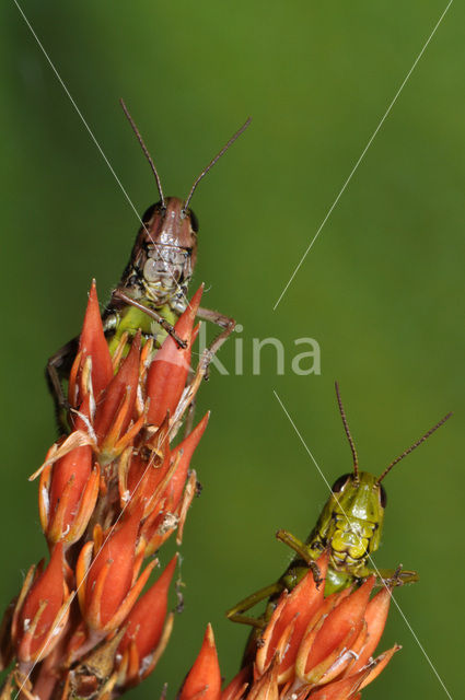 Moerassprinkhaan (Stethophyma grossum)