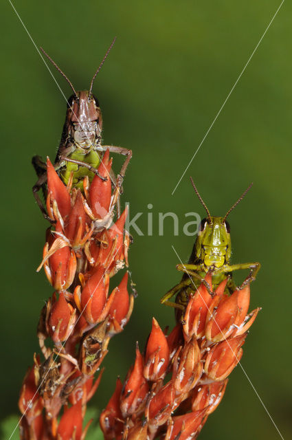 Moerassprinkhaan (Stethophyma grossum)