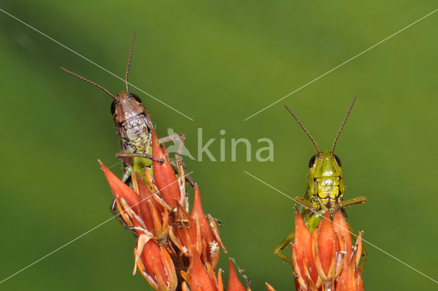 Moerassprinkhaan (Stethophyma grossum)