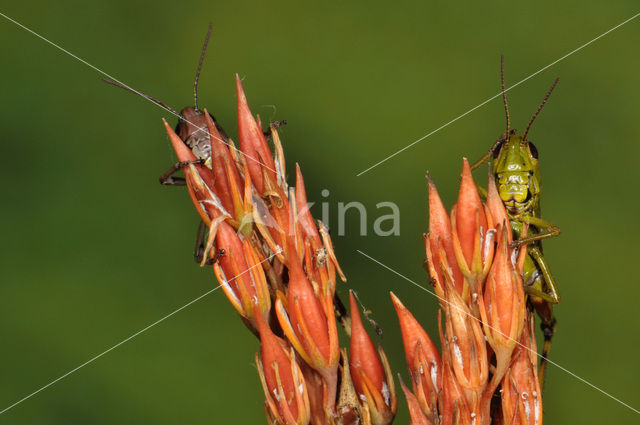 Moerassprinkhaan (Stethophyma grossum)