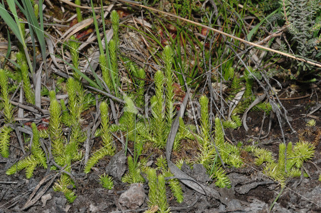 Moeraswolfsklauw (Lycopodiella inundata)