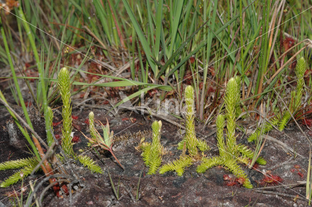 Moeraswolfsklauw (Lycopodiella inundata)