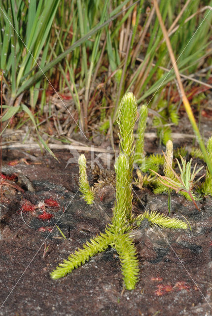 Moeraswolfsklauw (Lycopodiella inundata)