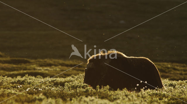 muskox (Ovibos moschatus)