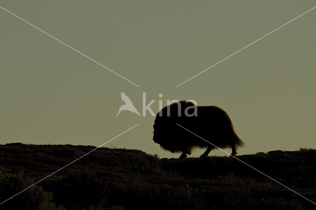 muskox (Ovibos moschatus)
