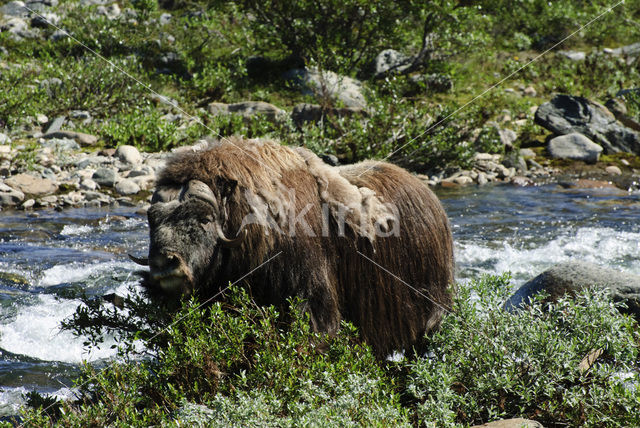 muskox (Ovibos moschatus)