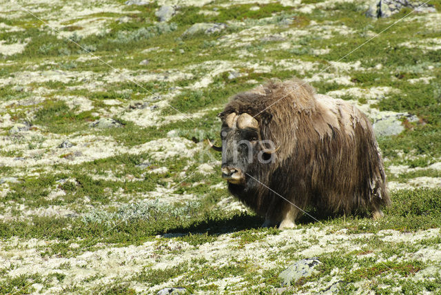 muskox (Ovibos moschatus)