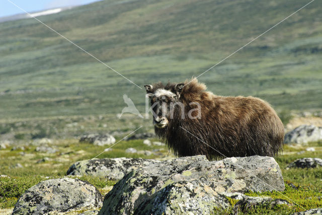 Muskusos (Ovibos moschatus)