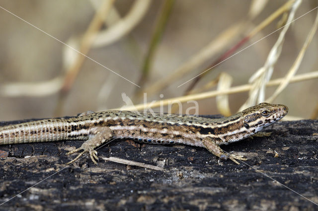 Wall Lizard (Podarcis muralis)