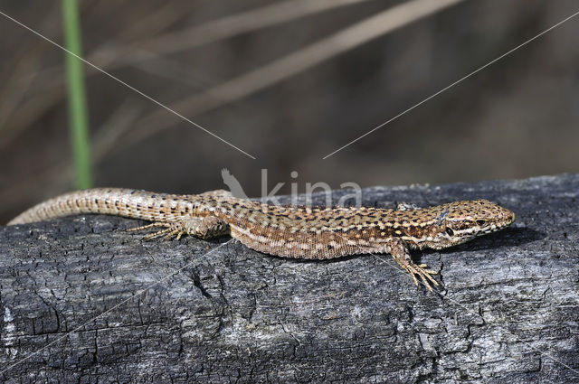 Wall Lizard (Podarcis muralis)