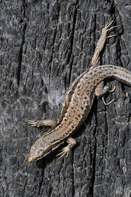 Wall Lizard (Podarcis muralis)