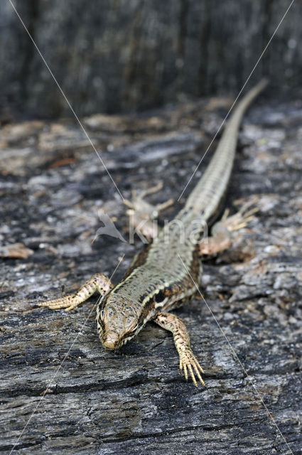 Wall Lizard (Podarcis muralis)