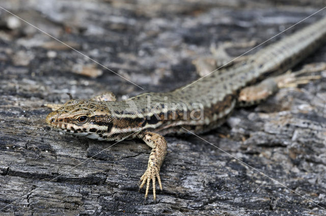 Wall Lizard (Podarcis muralis)