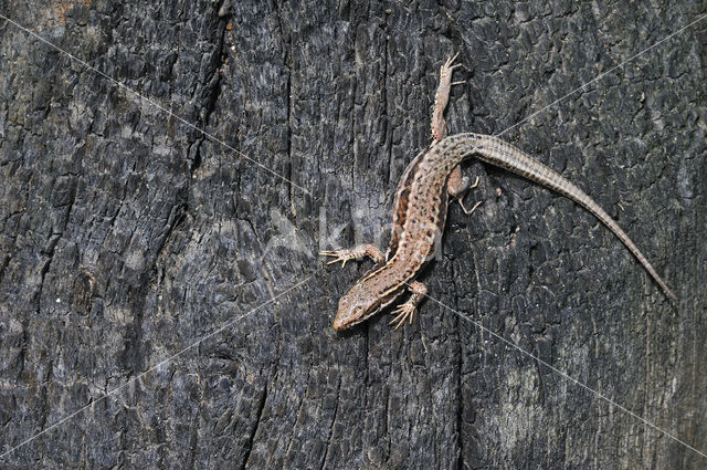 Wall Lizard (Podarcis muralis)