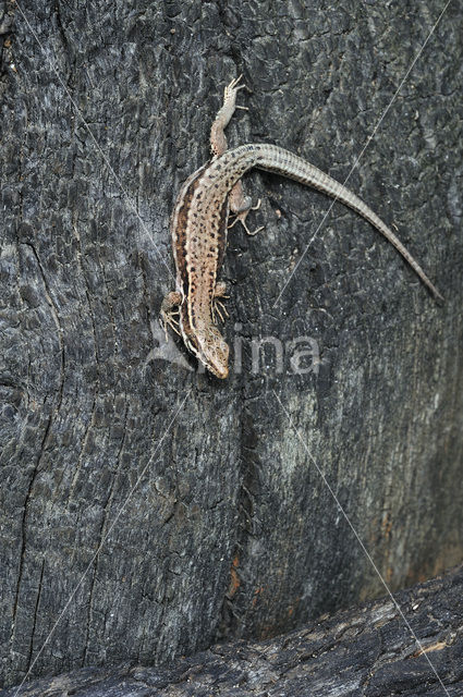 Wall Lizard (Podarcis muralis)