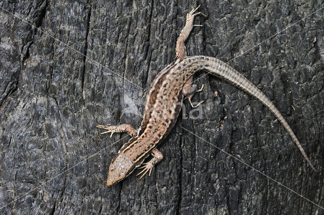 Wall Lizard (Podarcis muralis)
