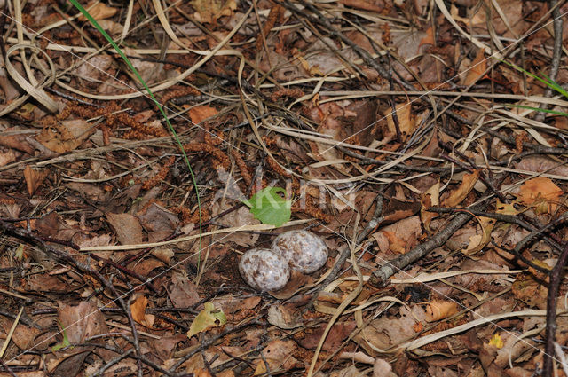 Nachtzwaluw (Caprimulgus europaeus)