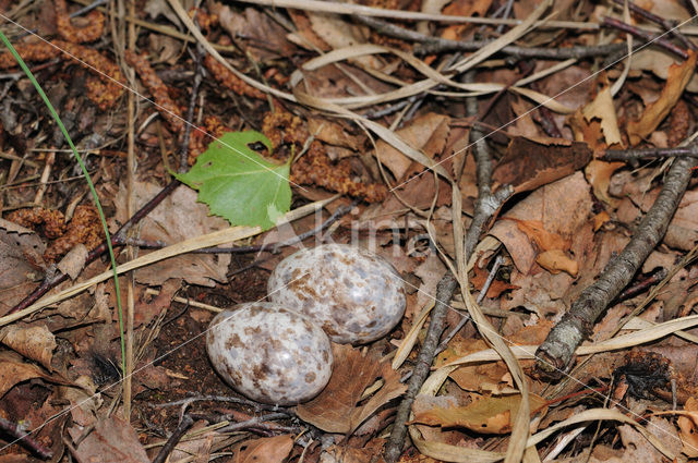 European Nightjar (Caprimulgus europaeus)