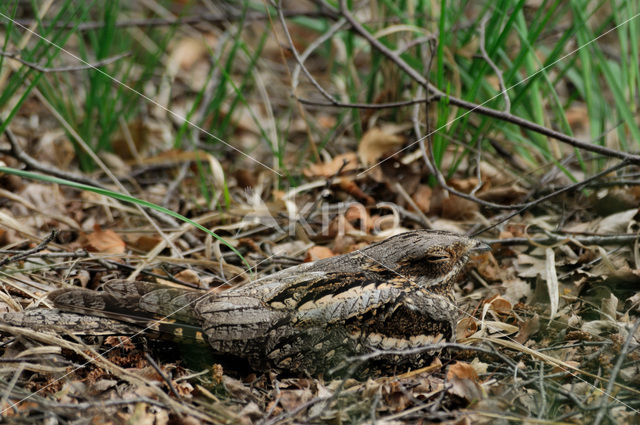 European Nightjar (Caprimulgus europaeus)