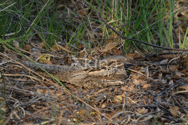 European Nightjar (Caprimulgus europaeus)