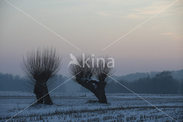 Lower Rhine