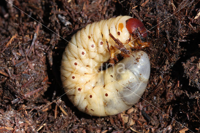 Rhinoceros Beetle (Oryctes nasicornis)