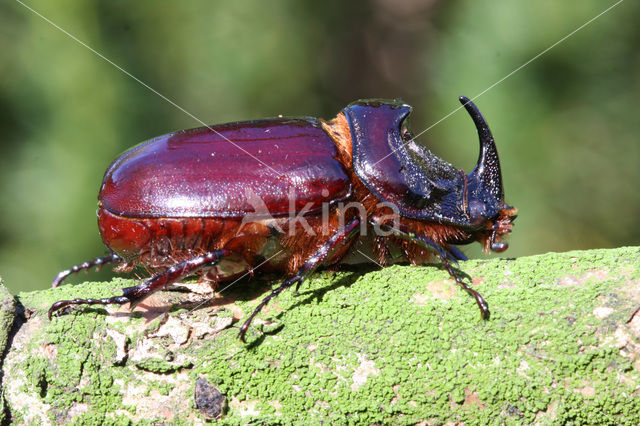 Neushoornkever (Oryctes nasicornis)