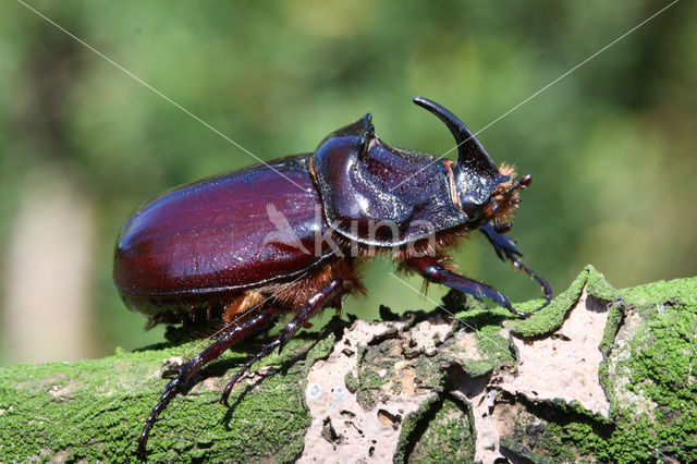 Neushoornkever (Oryctes nasicornis)