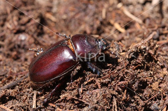 Rhinoceros Beetle (Oryctes nasicornis)