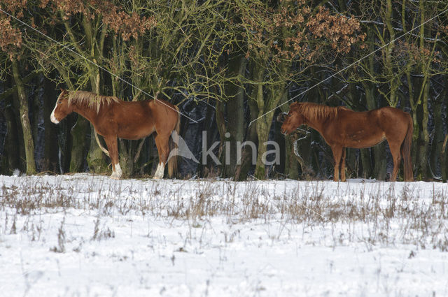 New Forest pony (Equus spp.)