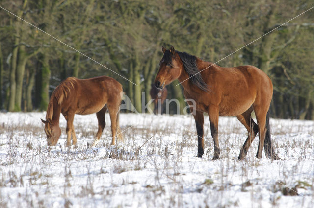 New Forest pony (Equus spp.)