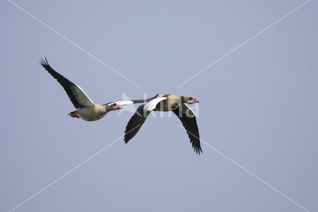 Egyptian Goose (Alopochen aegyptiaca)