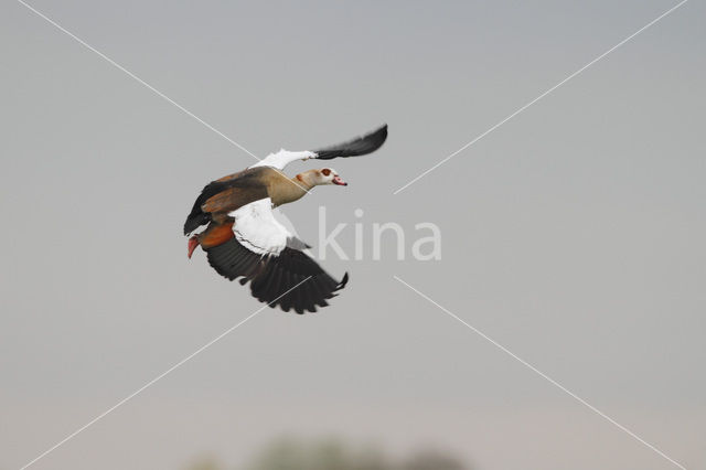 Egyptian Goose (Alopochen aegyptiaca)