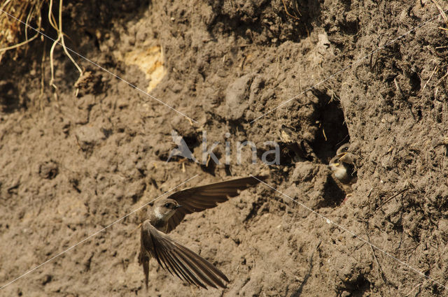 Bank Swallow (Riparia riparia)