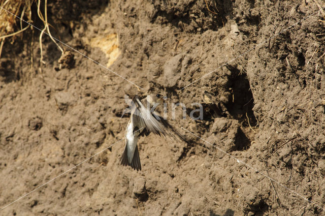 Bank Swallow (Riparia riparia)