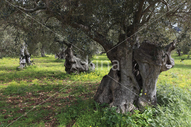 Olive (Olea europaea)