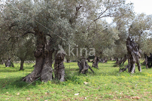 Olive (Olea europaea)