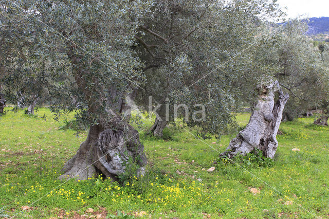 Olijf (Olea europaea)