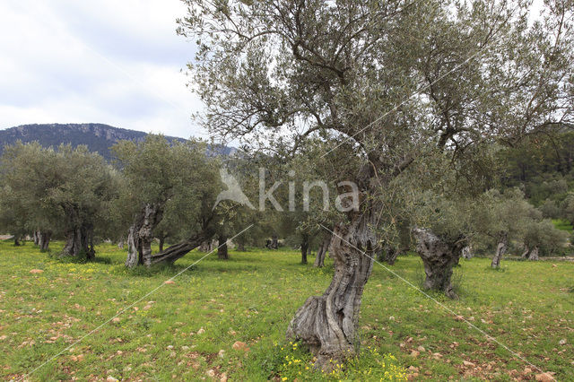 Olijf (Olea europaea)