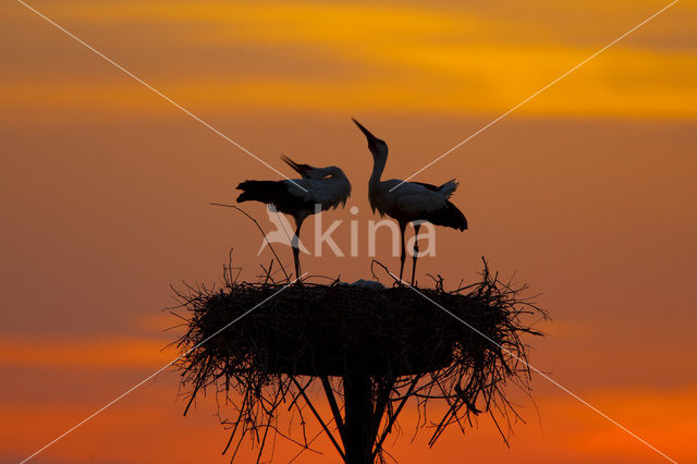 White Stork (Ciconia ciconia)