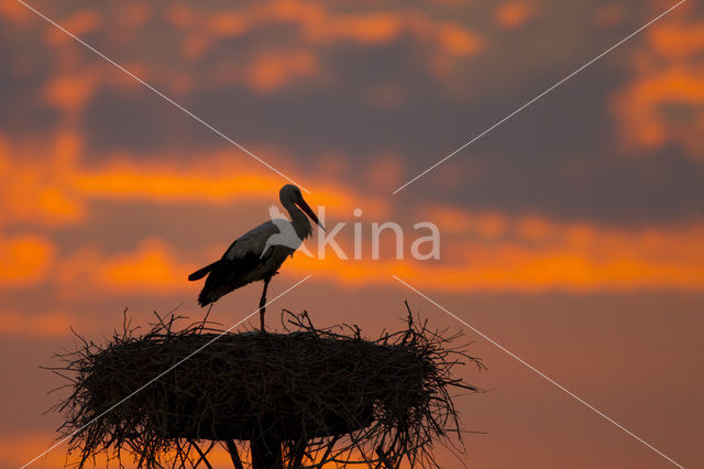 White Stork (Ciconia ciconia)