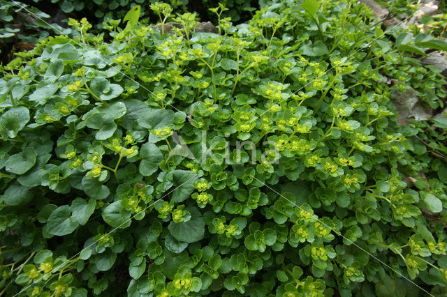 Paarbladig goudveil (Chrysosplenium oppositifolium)