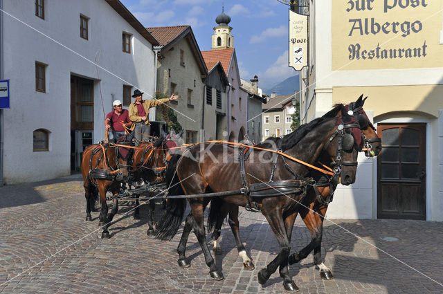 Horse (Equus spp)