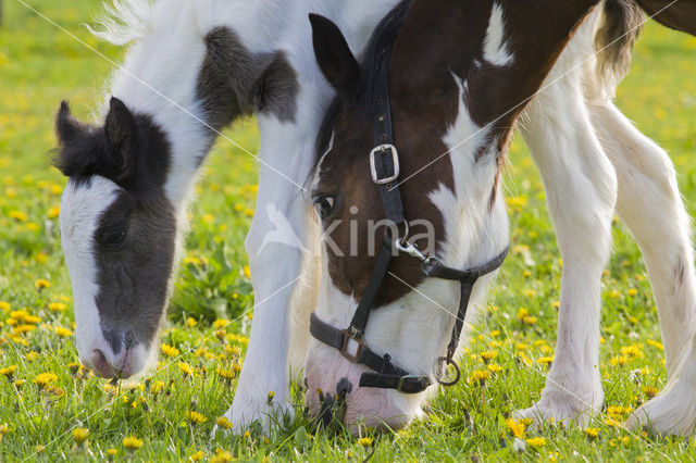 Paard (Equus spp)