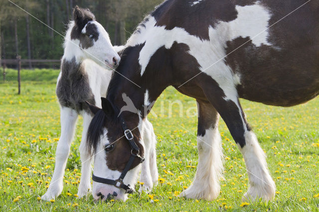 Paard (Equus spp)