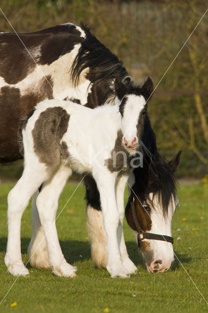 Paard (Equus spp)