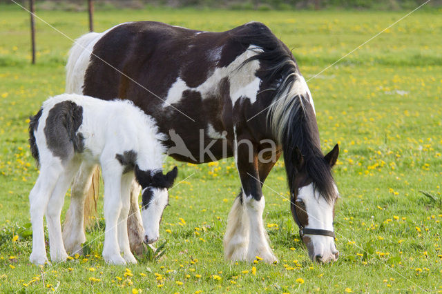 Paard (Equus spp)